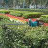 MAKITA UH006GM201/ UH006GZ 40Vmax Cordless Hedge Trimmer 600MM (23-5/8